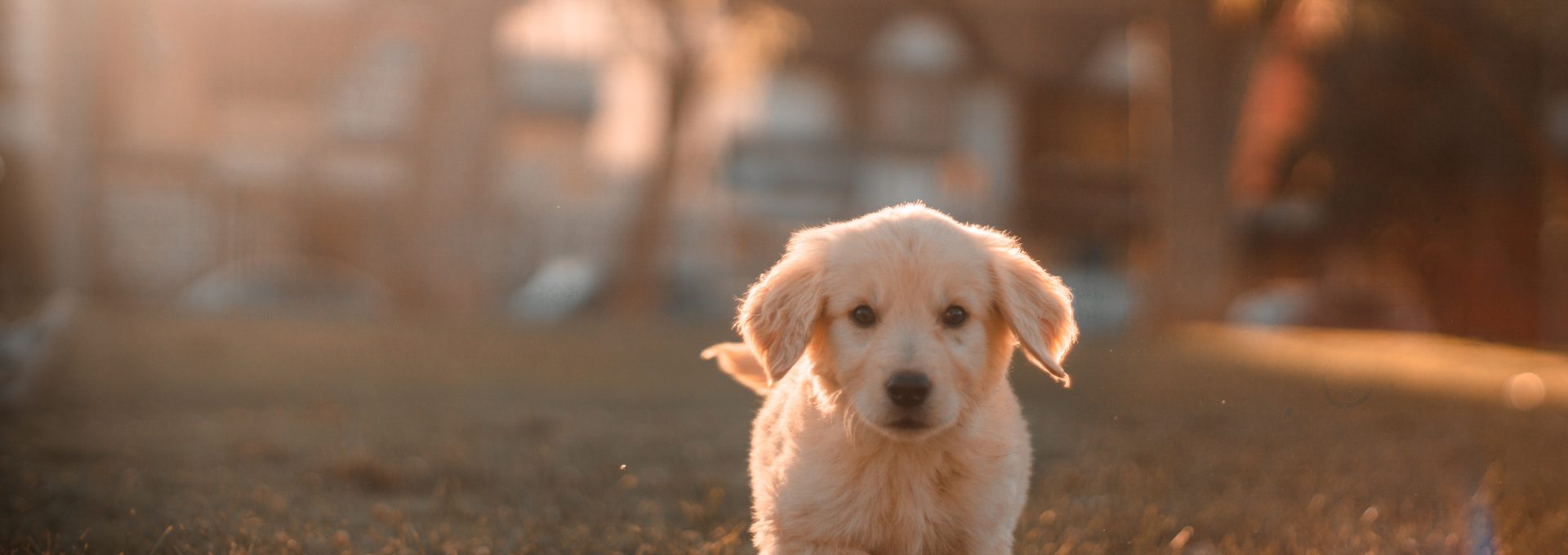 yellow Labrador puppy running on field