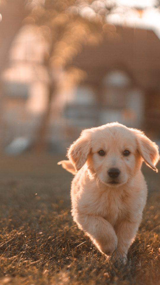 yellow Labrador puppy running on field